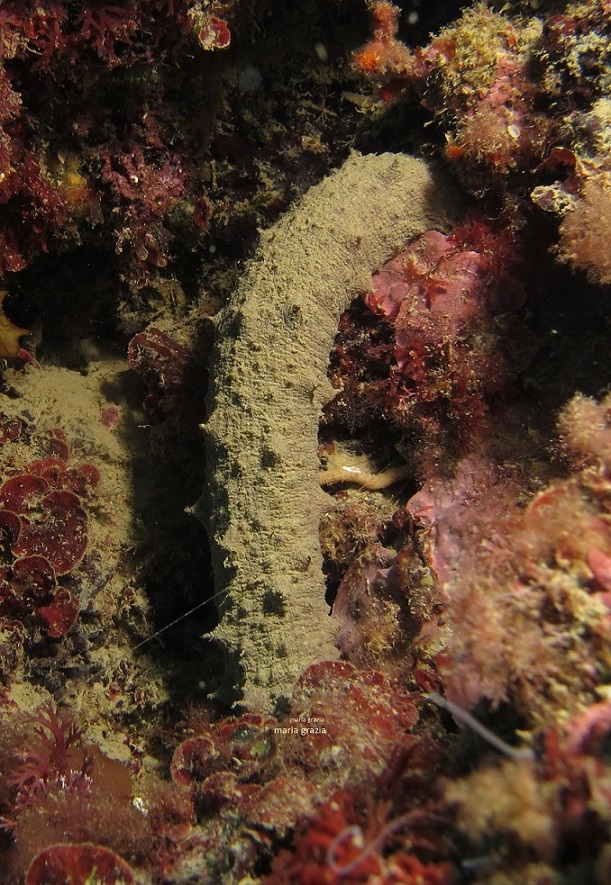 Colore apici delle papille di Holothuria tubulosa